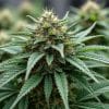 godfather og weed seeds