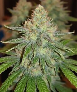 a close up of a godfather og cannabis plant