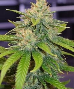 godfather og weed seeds