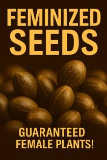 feminized seeds for sale - guaranteed female plants!