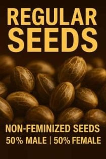regular non-feminized cannabis seeds for sale