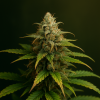 harlequin cannabis seeds for sale