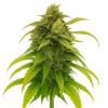 lemon haze seeds