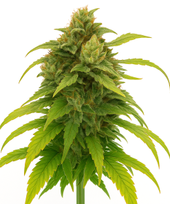 lemon haze seeds