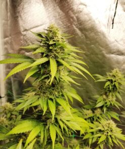 acapulco gold cannabis plant with dense buds