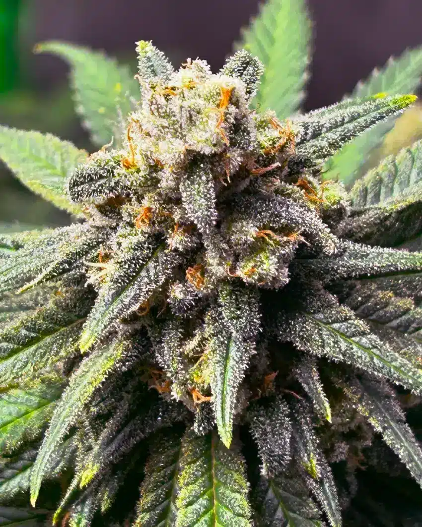 AK-59 Seeds ak 59 seeds Dense ak-59 cannabis bud with trichomes