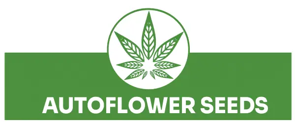 autoflowering marijuana seeds online usa