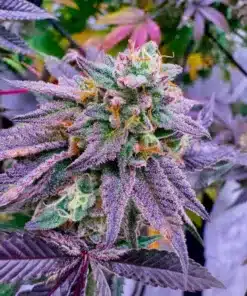 Vibrant grapefruit cannabis bud with purple hues