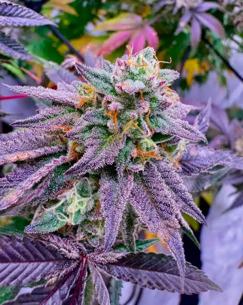 Grapefruit Seeds buy grapefruit cannabis seeds Vibrant grapefruit cannabis bud with purple hues