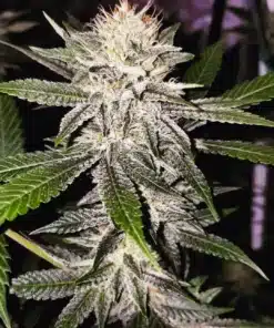 Frosty critical 2.0 cannabis plant close-up.