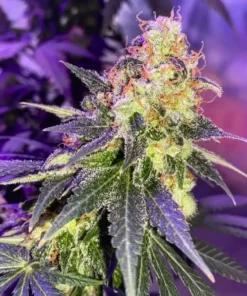 Vibrant durban poison cannabis flower with trichomes