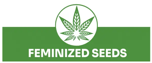 feminized seeds