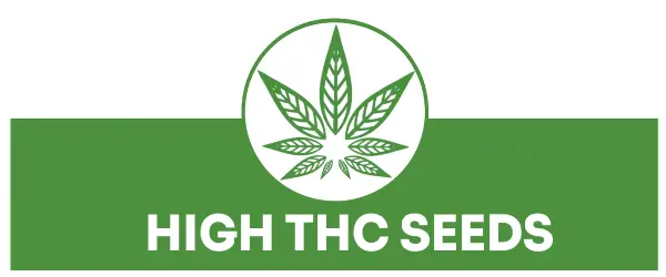 high thc marijuana seeds